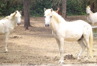  los caballos del centro en el 13 